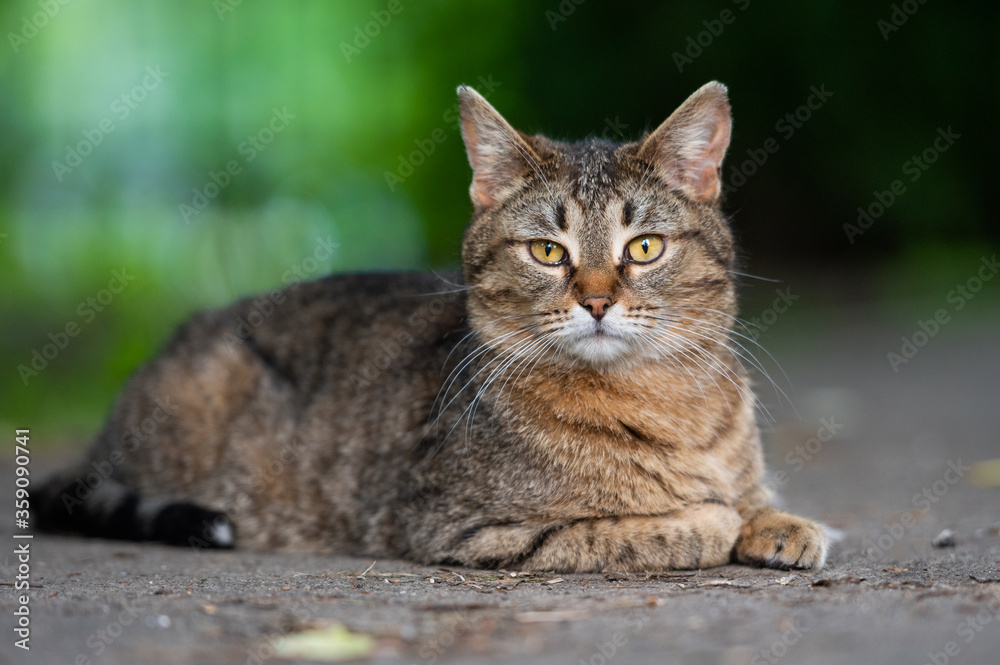 Street cat sit on the ground and look to the camera against green unfocused background. Cat with wet eyes
