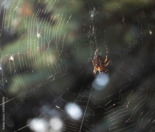 Spider on web on a blurred dark green background