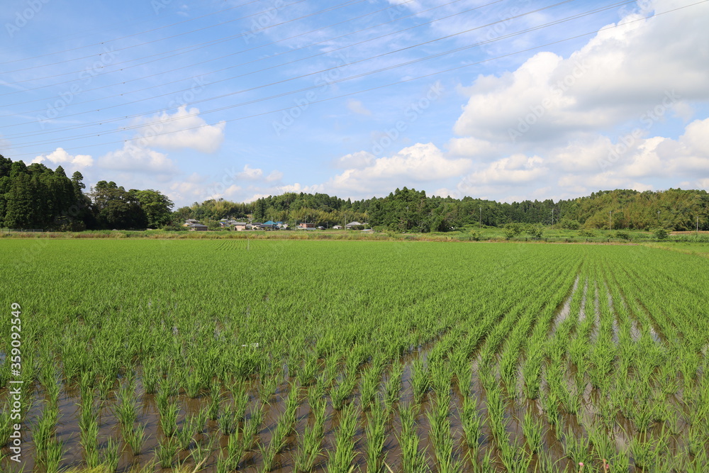 田んぼ