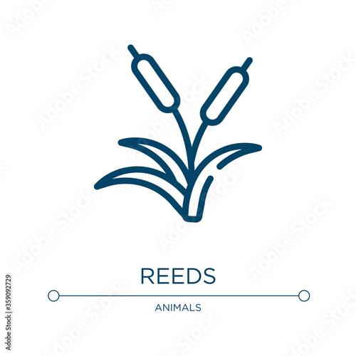 Reeds icon. Linear vector illustration from nature collection. Outline reeds icon vector. Thin line symbol for use on web and mobile apps, logo, print media. photo