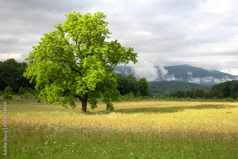 Scenic fields and landscape of Cades Cove in the Smoky Mountains. Scenic fields and landscape of Cades Cove in the Smoky Mountains.