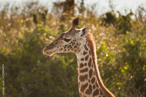 Giraffe portrait in the Maasai Mara  National Park  Kenya