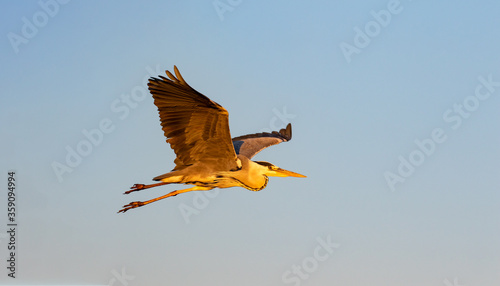 Grey heron flying in the evening sun