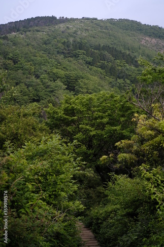 Tanzawa mountain forest