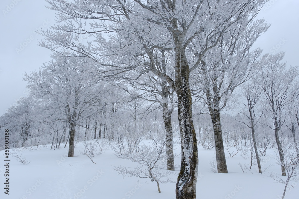 Hoarfrost forest Hoarfrost forest