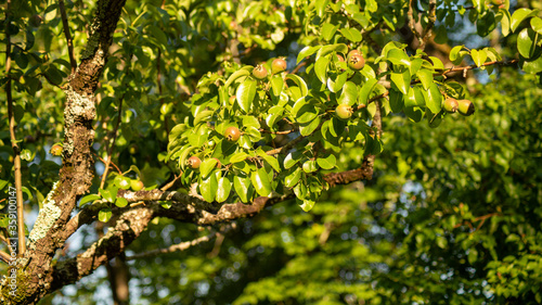  Look in the pear tree, and its ripening fruits, on a beautiful end of spring day