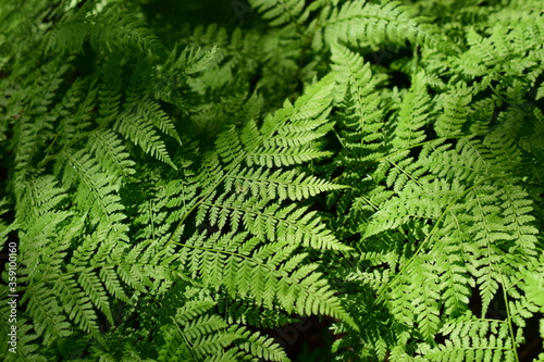 Fern leaves. Thickets of plants in the forest, natural patterns.