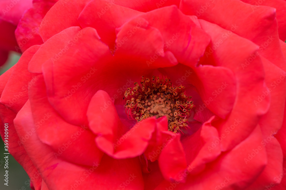 Beautiful red rose with water drops. A close up macro shot of a red rose. Selective focus. Beautiful red rose with water drops. A close up macro shot of a red rose. Selective focus.