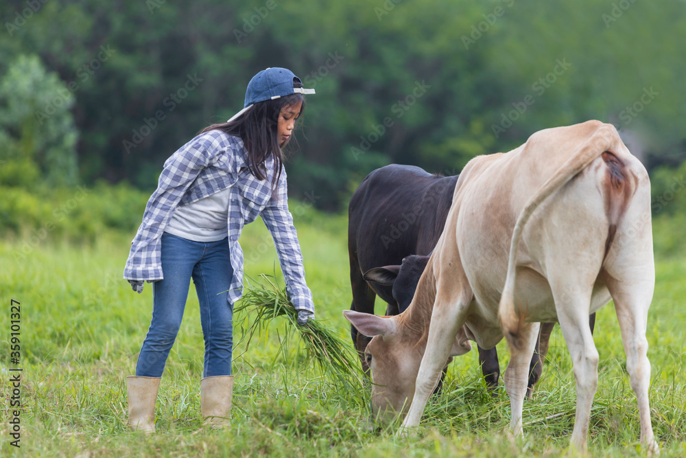 A cute Asian girl is feeding her cows in the ranch.