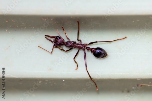 Black-scaped Bull Ant (Myrmecia nigriscapa) South Australia photo