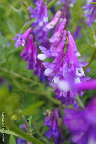 Hairy vetch in purple and white is flowering in the field.