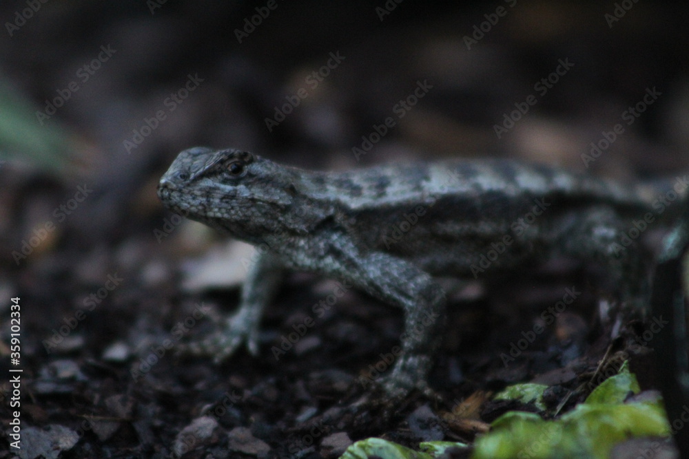 Lizard Lizard
