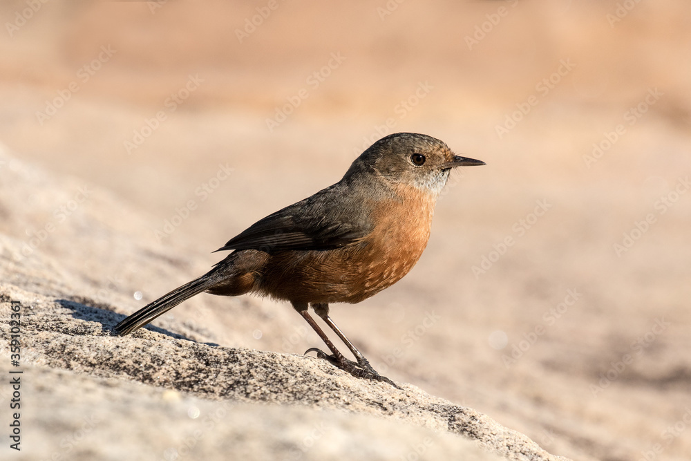 Rockwarbler resting on sandstone rock Rockwarbler resting on sandstone rock