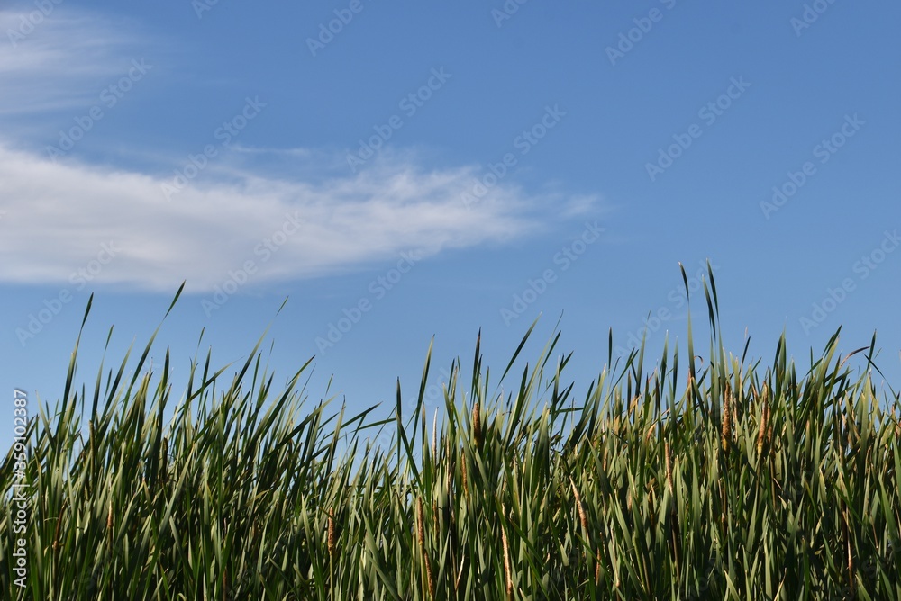A stand of green reeds beneath a blue sky with a few clouds.