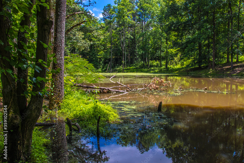 Nature along a 65 mile paved walking and hiking trail in north Georgia Silver Comet Trail Nature along a 65 mile paved walking and hiking trail in north Georgia Silver Comet Trail
