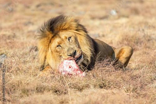 Fototapeta Naklejka Na Ścianę i Meble -  Male Lion Eating, South Africa.