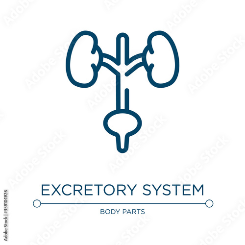 Excretory system icon. Linear vector illustration from body parts collection. Outline excretory system icon vector. Thin line symbol for use on web and mobile apps, logo, print media.