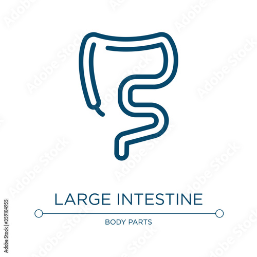Large intestine icon. Linear vector illustration from body parts collection. Outline large intestine icon vector. Thin line symbol for use on web and mobile apps, logo, print media.