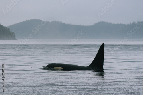 Orca in the Ocean © Finlay