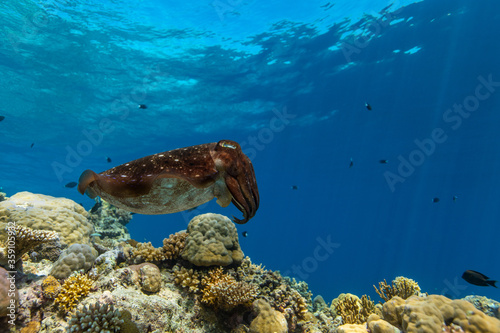 Cuttlefish on a colorful coral reef and the water surface in background