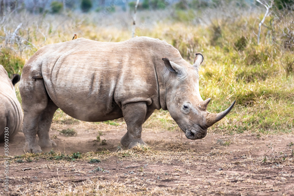 Obraz premium White rhinoceros or square-lipped rhinoceros is the largest extant species of rhinoceros.