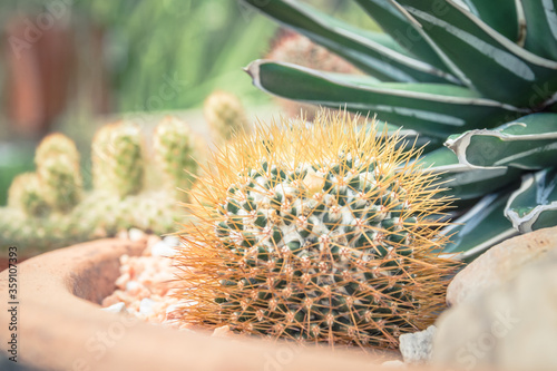 Cactus sphere , Mammillaria nivosa in the pot.