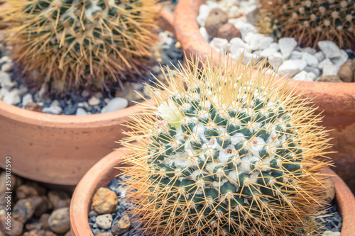 Cactus sphere , Mammillaria nivosa in the pot.