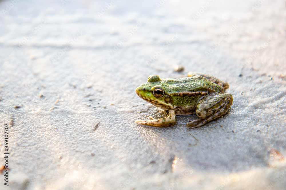 Obraz premium Little green frog sitting on the sand. Summertime with lake and sunshine. Rest near water