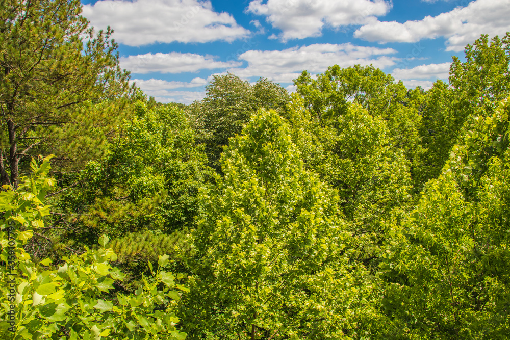 Nature along a 65 mile paved walking and hiking trail in north Georgia