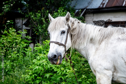 Domestic white horse on a green background. Domestic horse in village