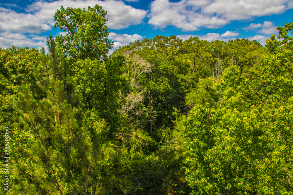 Nature along a 65 mile paved walking and hiking trail in north Georgia