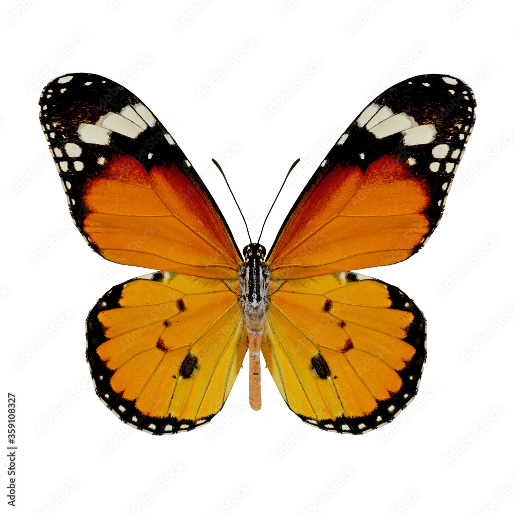 Fototapeta premium Plain Tiger