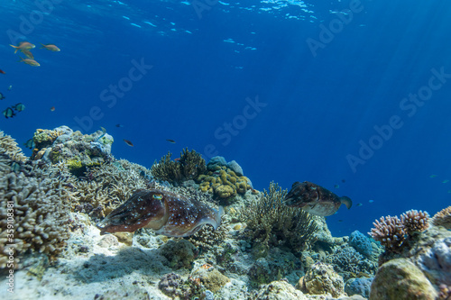 Cuttlefish on a colorful coral reef and the water surface in background