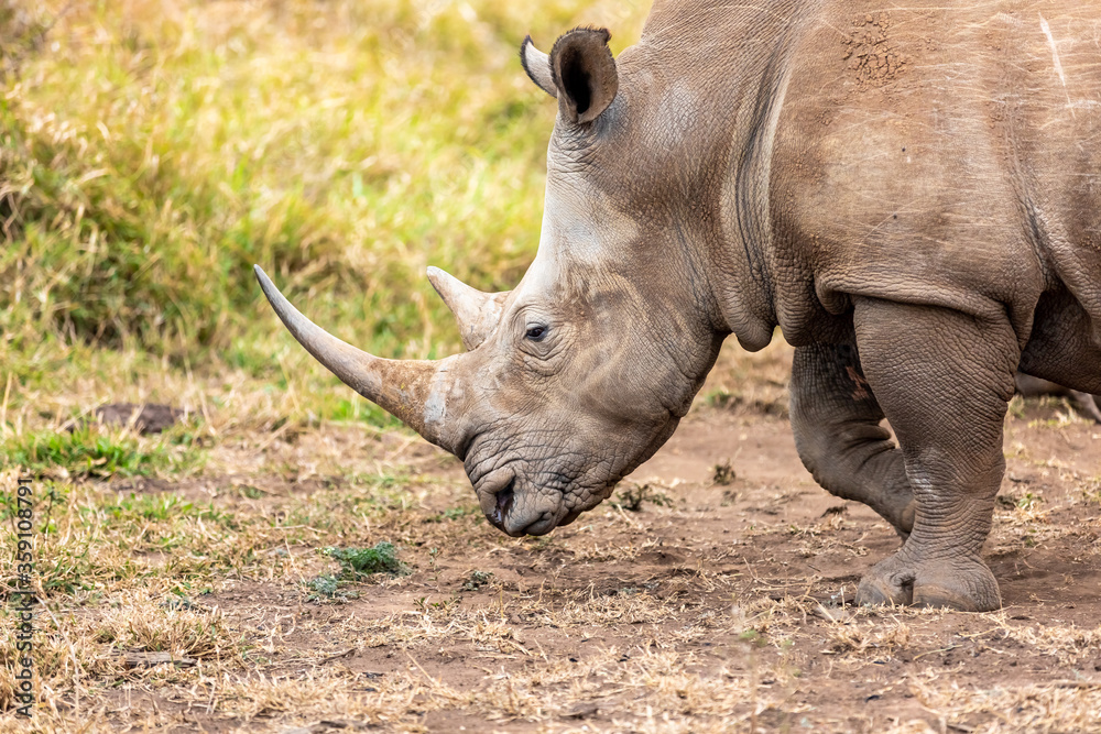 White rhinoceros or square-lipped rhinoceros is the largest extant species of rhinoceros. White rhinoceros or square-lipped rhinoceros is the largest extant species of rhinoceros.
