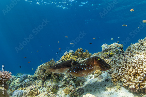 Fototapeta Naklejka Na Ścianę i Meble -  Cuttlefish on a colorful coral reef and the water surface in background