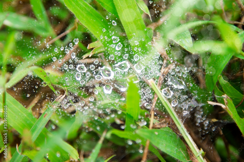 A spider web in the morning with dew A spider web in the morning with dew