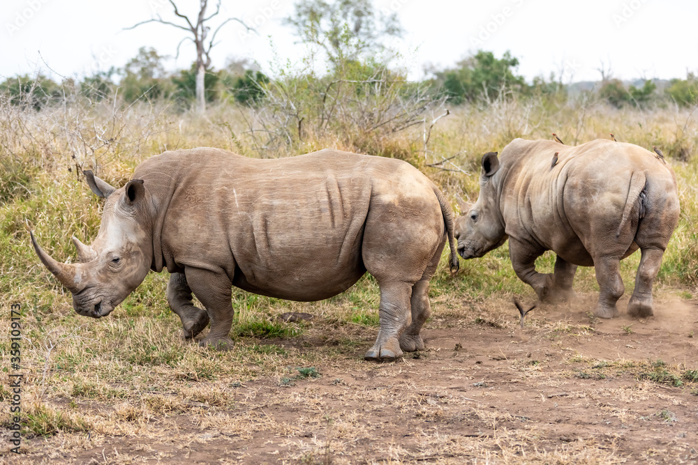 White rhinoceros or square-lipped rhinoceros is the largest extant species of rhinoceros. White rhinoceros or square-lipped rhinoceros is the largest extant species of rhinoceros.