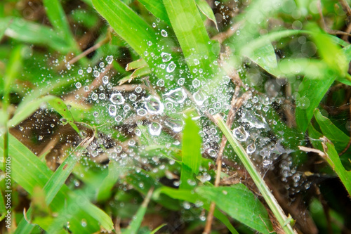 A spider web in the morning with dew