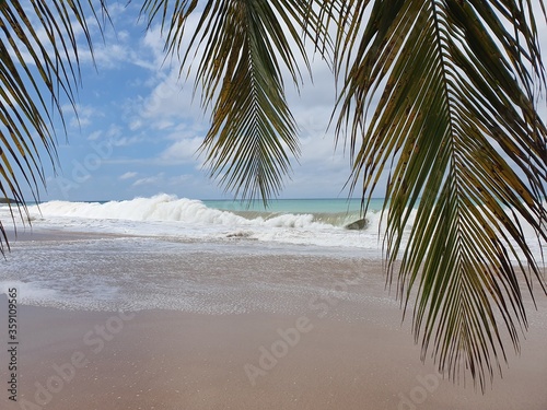 palm tree on the beach