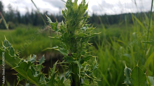 Thorny Plant in Field
