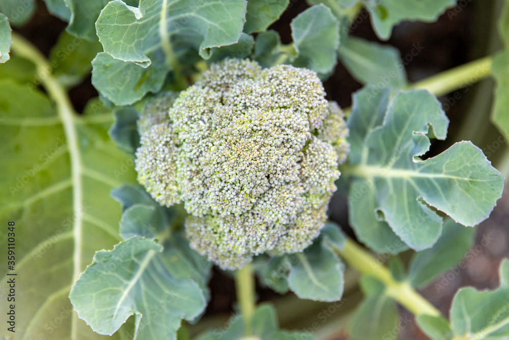 Garden fresh broccoli Garden fresh broccoli