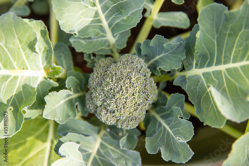 Fresh, organic broccoli vegetable growing in a garden