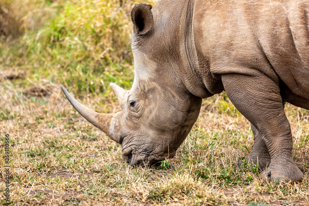 Obraz premium White rhinoceros or square-lipped rhinoceros is the largest extant species of rhinoceros.