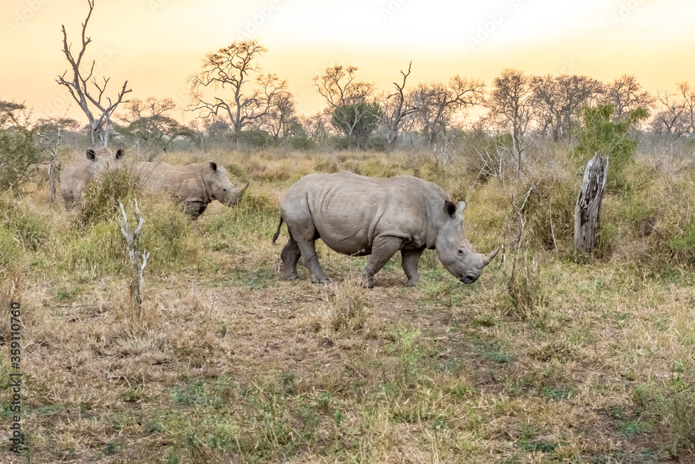Fototapeta premium White rhinoceros or square-lipped rhinoceros is the largest extant species of rhinoceros.