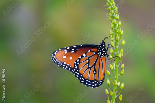Queen butterfly on a flower © jlmcanally