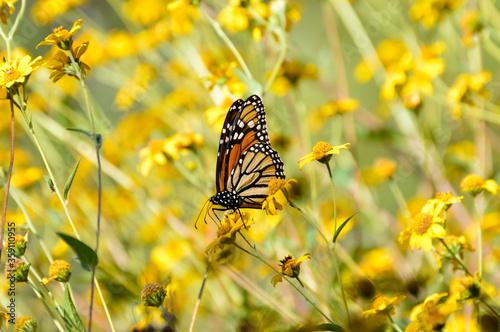 Monarch butterfly in yellow flower field