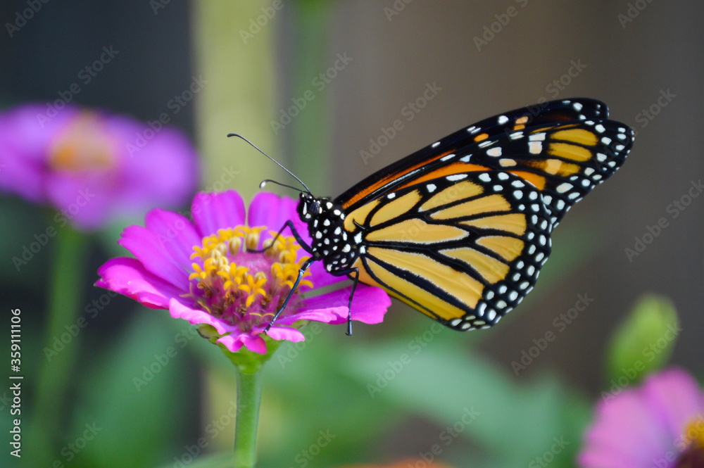 Monarch butterfly on a pink zinnia Monarch butterfly on a pink zinnia