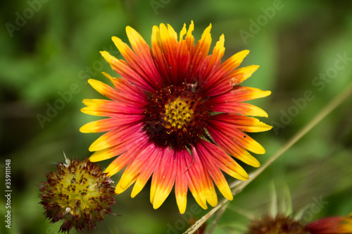 Indian blanket flowers