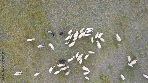 Aerial view of flock of sheep, goat and lamb. Sheeps are eating in the fields. There is also black color sheeps too. 