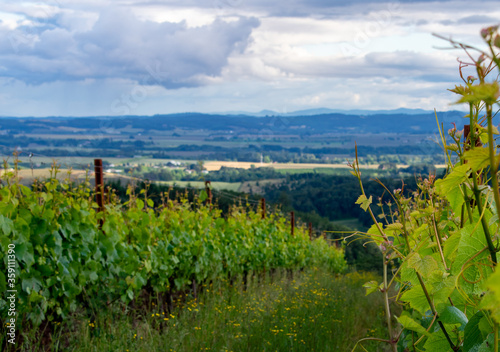A dramatic view over an Oregon vineyard  lush growth  row after row of grapevines  dramatic clouds overhead. 